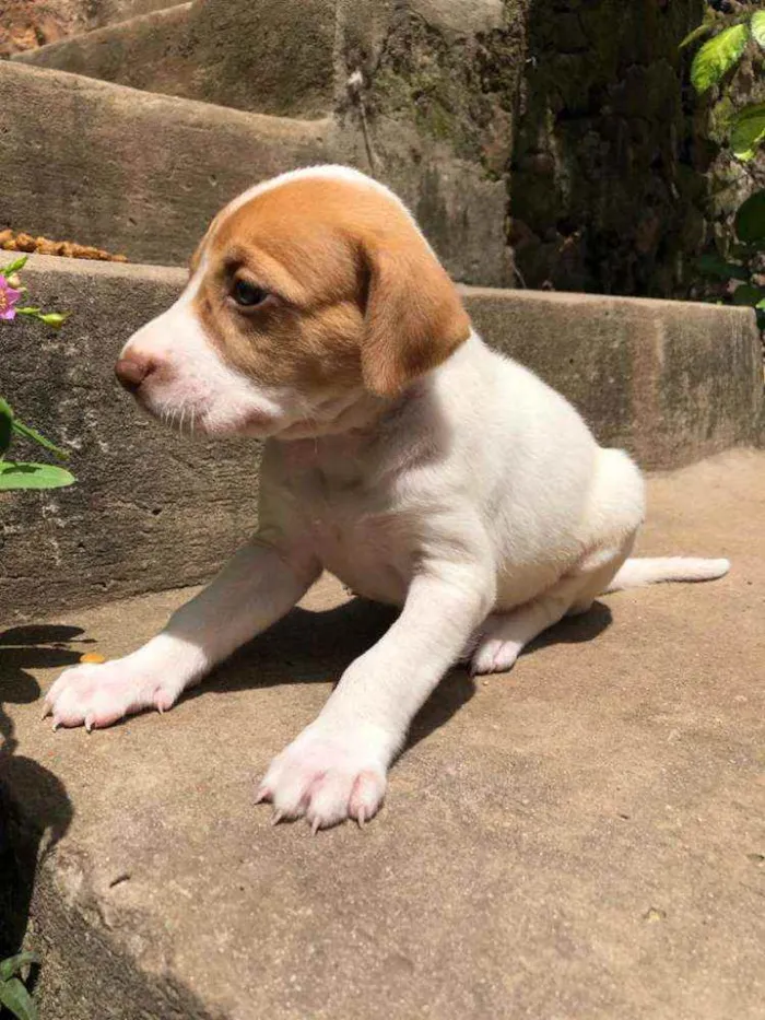 Cachorro raça  idade Abaixo de 2 meses nome Isis 