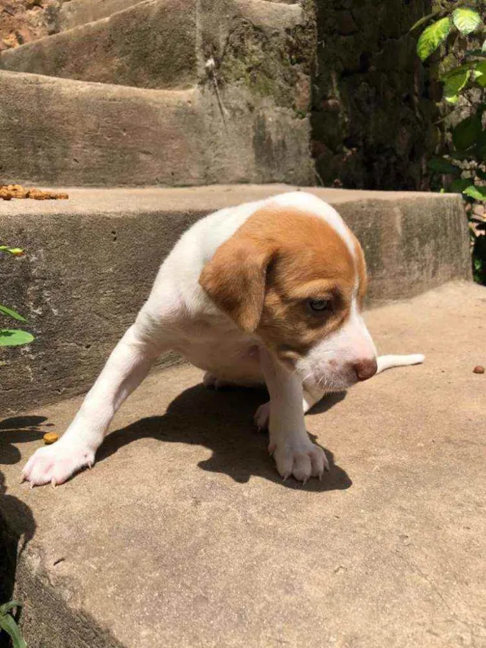 Cachorro raça  idade Abaixo de 2 meses nome Isis 