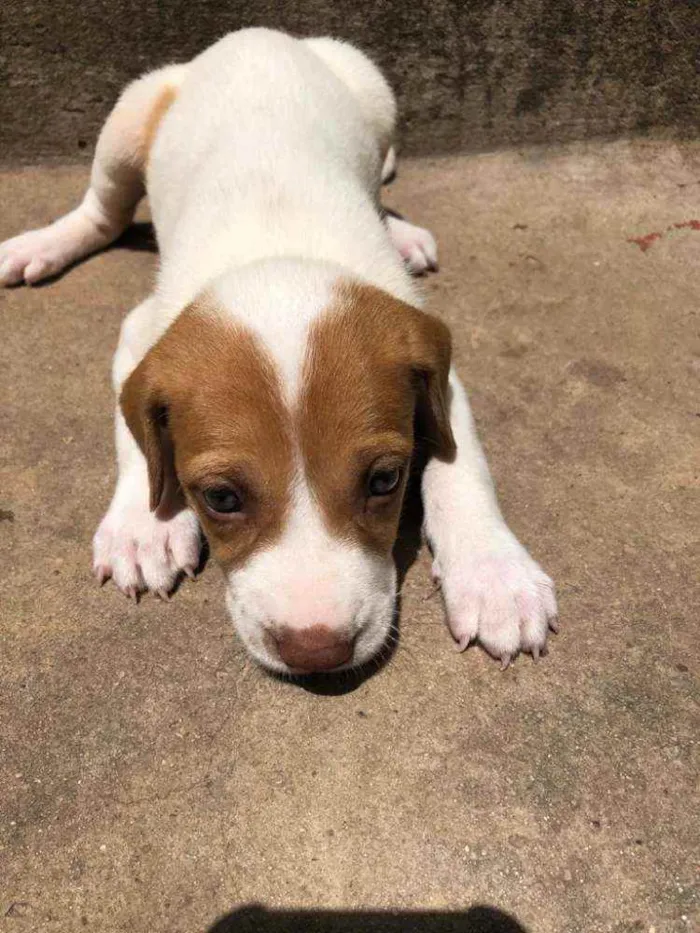 Cachorro raça  idade Abaixo de 2 meses nome Isis 