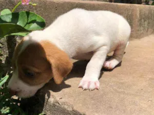 Cachorro raça  idade Abaixo de 2 meses nome Isis 