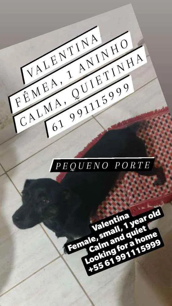 Cachorro ra a SRD idade 1 ano nome Valentina