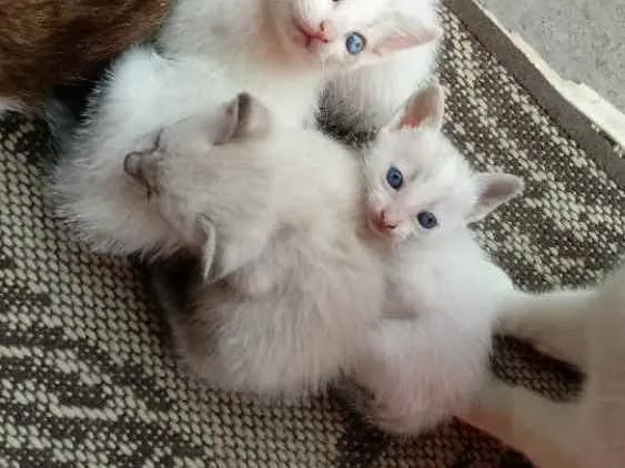 Gato ra a Tradicional idade Abaixo de 2 meses nome Sem nome