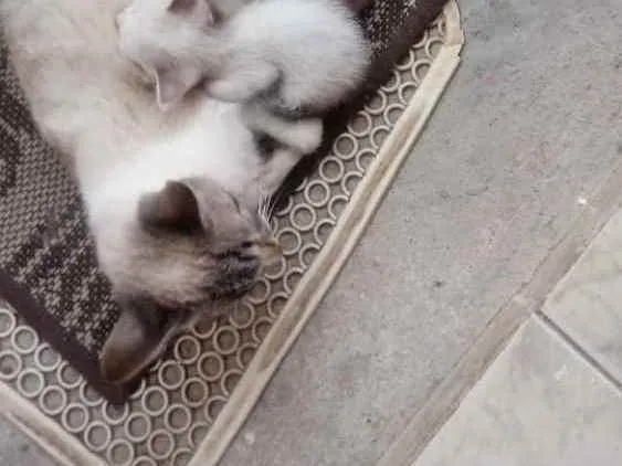 Gato ra a Tradicional idade Abaixo de 2 meses nome Sem nome
