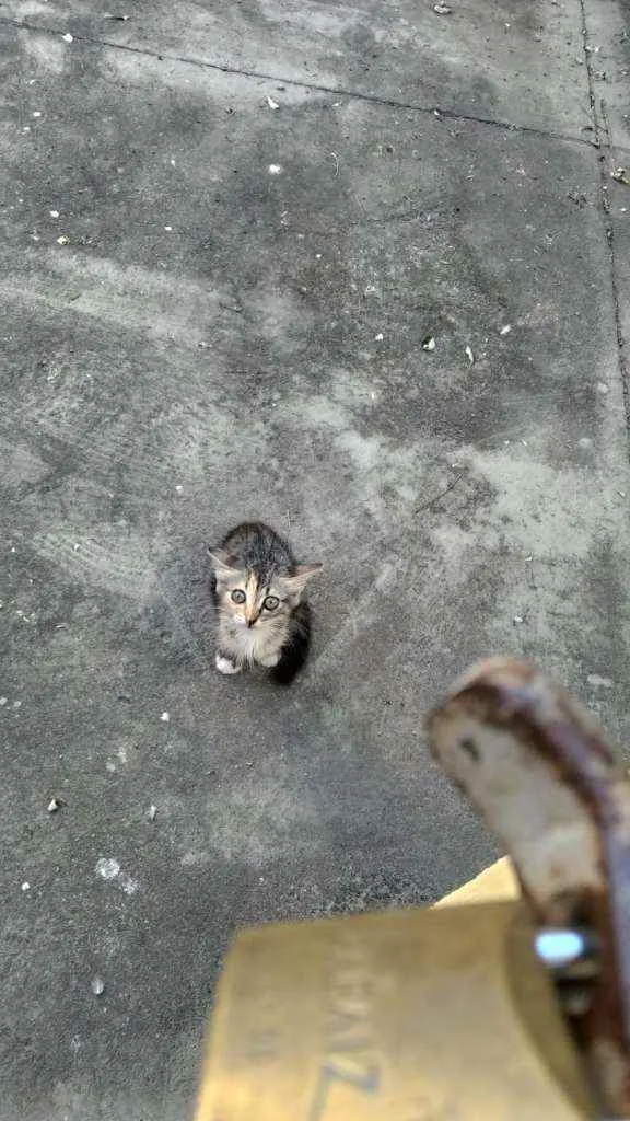 Gato ra a Sem Raça Definida idade Abaixo de 2 meses nome Mingau