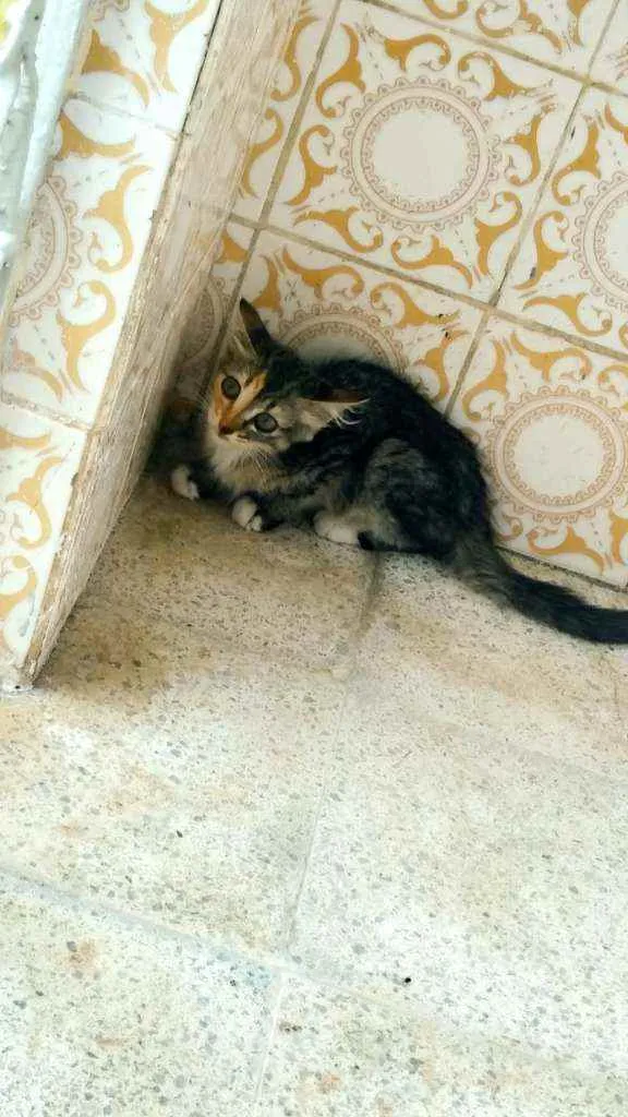 Gato ra a Sem Raça Definida idade Abaixo de 2 meses nome Mingau