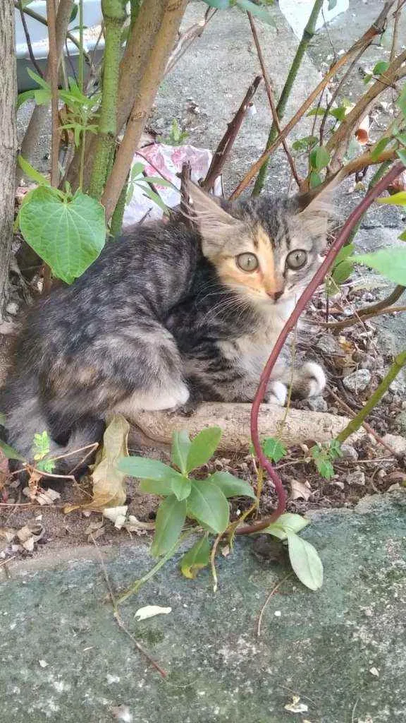 Gato ra a Sem Raça Definida idade Abaixo de 2 meses nome Mingau