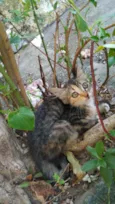 Mingau