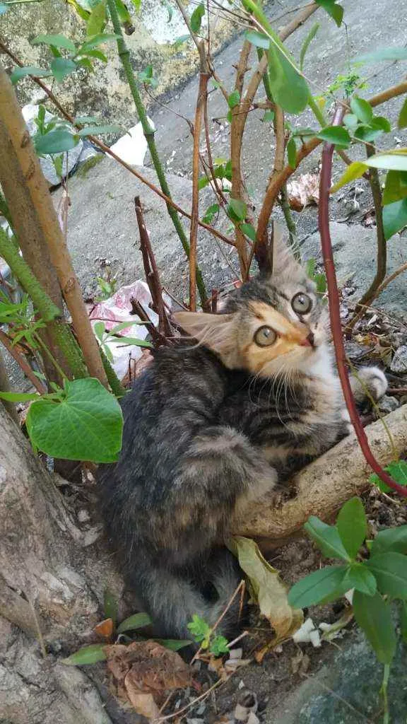 Gato ra a Sem Raça Definida idade Abaixo de 2 meses nome Mingau
