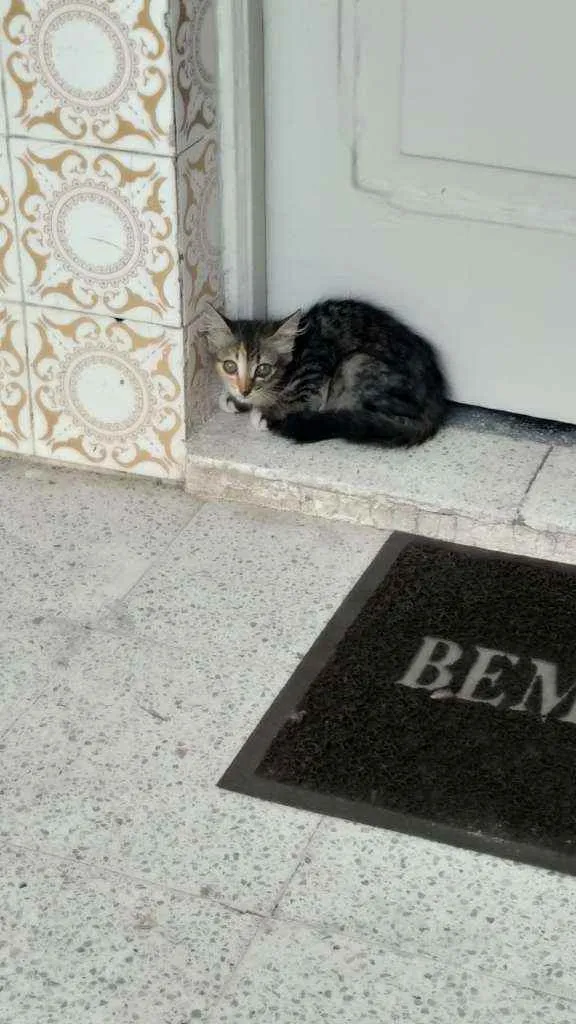 Gato ra a Sem Raça Definida idade Abaixo de 2 meses nome Mingau