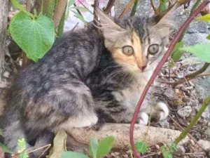 Gato raça Sem Raça Definida idade Abaixo de 2 meses nome Mingau