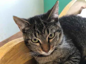 Gato raça Srd idade 2 a 6 meses nome Babi