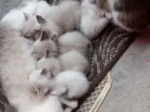 Gato raça Tradicional idade Abaixo de 2 meses nome Sem nome