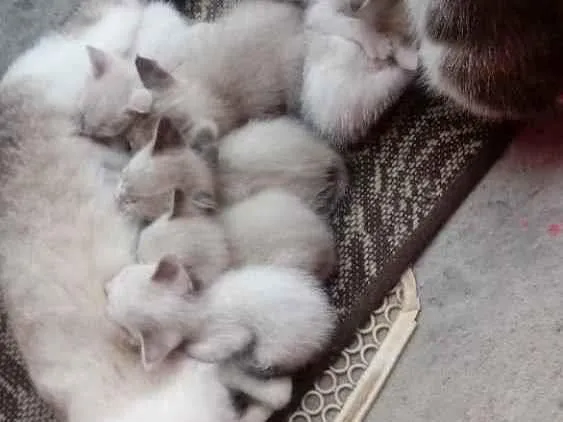 Gato ra a Tradicional idade Abaixo de 2 meses nome Sem nome