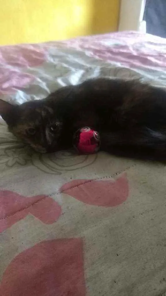 Gato ra a Viralatinha idade 2 a 6 meses nome Escaminha