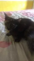 Escaminha