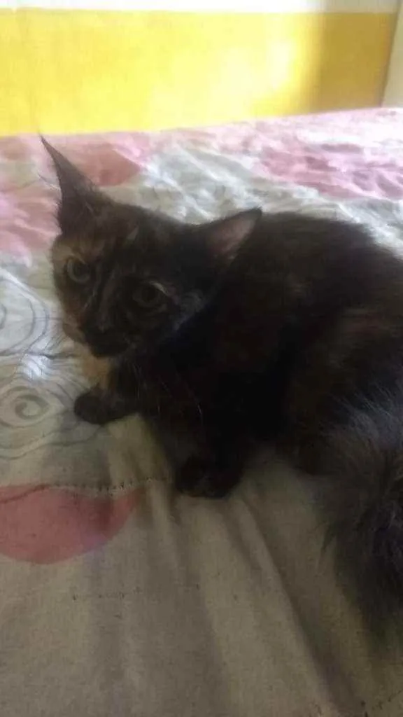 Gato ra a Viralatinha idade 2 a 6 meses nome Escaminha