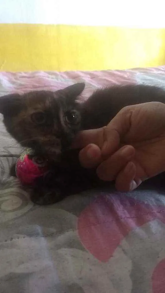 Gato ra a Viralatinha idade 2 a 6 meses nome Escaminha
