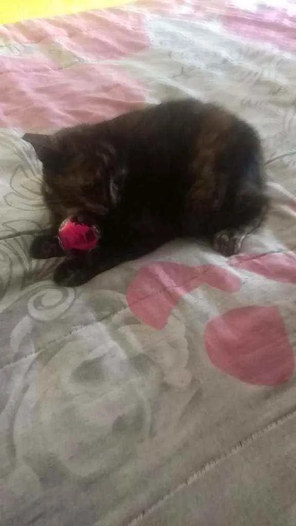 Gato ra a Viralatinha idade 2 a 6 meses nome Escaminha