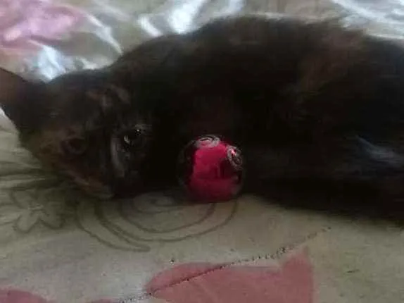 Gato ra a Viralatinha idade 2 a 6 meses nome Escaminha