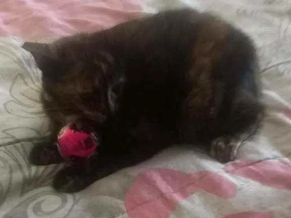 Gato ra a Viralatinha idade 2 a 6 meses nome Escaminha