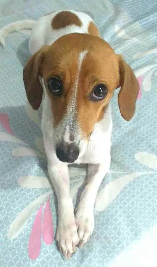 Cachorro raça  idade 1 ano nome Bella 