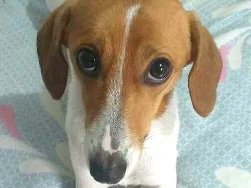 Cachorro raça  idade 1 ano nome Bella 