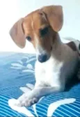 Cachorro raça  idade 1 ano nome Bella 