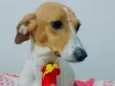 Cachorro raça  idade 1 ano nome Bella 