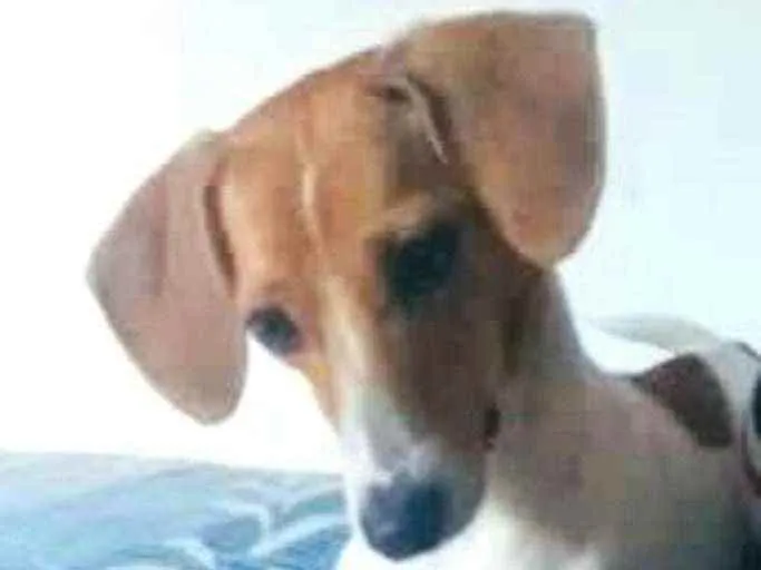 Cachorro raça  idade 1 ano nome Bella 