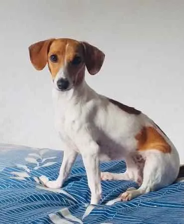 Cachorro raça  idade 1 ano nome Bella 