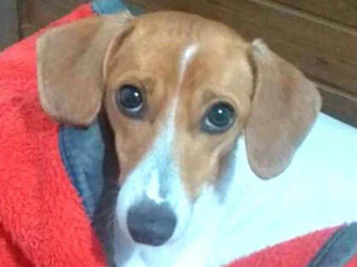 Cachorro raça  idade 1 ano nome Bella 