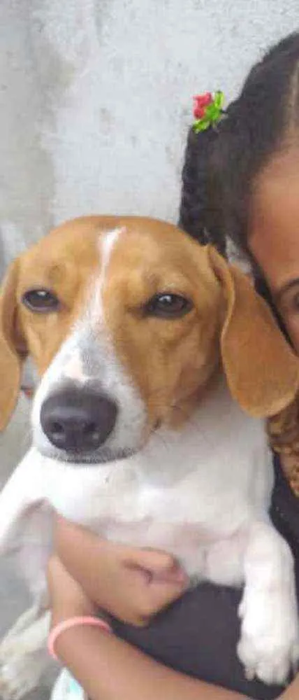 Cachorro raça  idade 1 ano nome Bella 