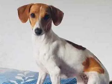 Cachorro raça  idade 1 ano nome Bella 