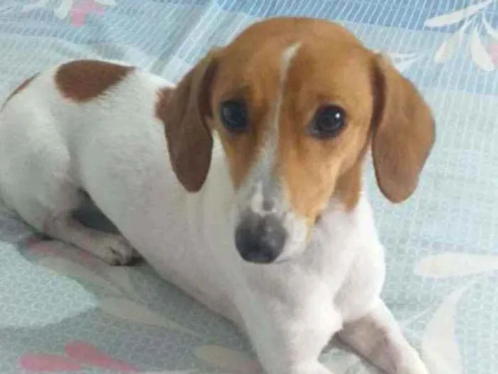 Cachorro raça  idade 1 ano nome Bella 