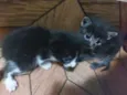 Gatinhos de 1 mês