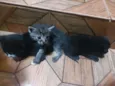 Gatinhos de 1 mês