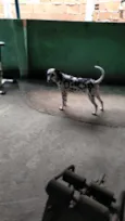 Cachorro raça Dalmata idade 7 a 11 meses nome Lex