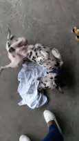 Cachorro raça Dalmata idade 7 a 11 meses nome Lex