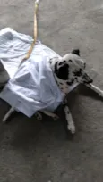 Cachorro raça Dalmata idade 7 a 11 meses nome Lex