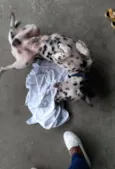 Cachorro raça Dalmata idade 7 a 11 meses nome Lex