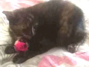 Gato raça Viralatinha idade 2 a 6 meses nome Escaminha