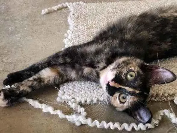 Gato raça Srd idade 2 a 6 meses nome Maia