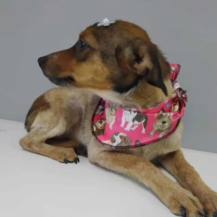 Cachorro raça SRD idade 1 ano nome Gipsy