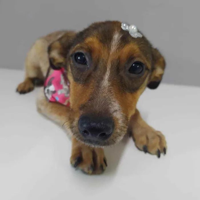 Cachorro raça SRD idade 1 ano nome Gipsy