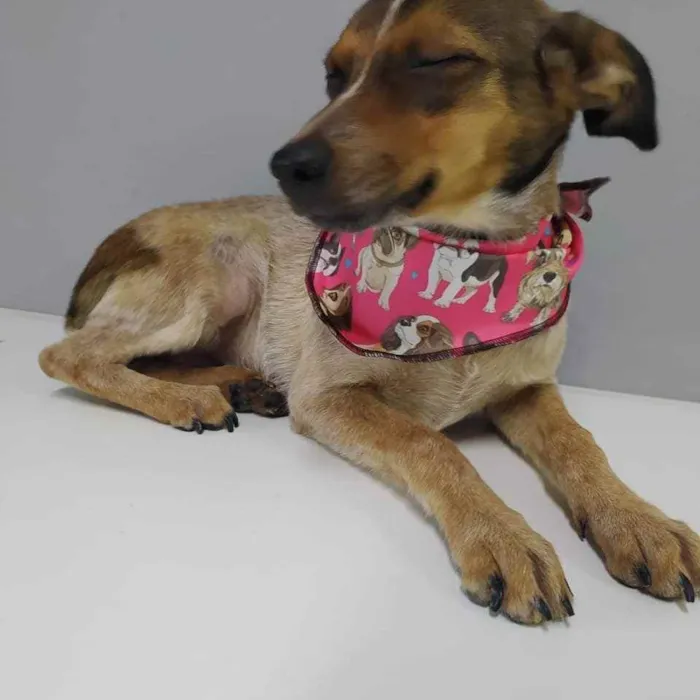 Cachorro raça SRD idade 1 ano nome Gipsy