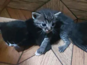 Gato raça Não sei ao certo idade Abaixo de 2 meses nome Gatinhos de 1 mês