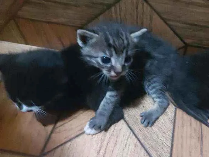 Gato ra a Não sei ao certo idade Abaixo de 2 meses nome Gatinhos de 1 mês