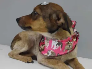 Cachorro raça SRD idade 1 ano nome Gipsy