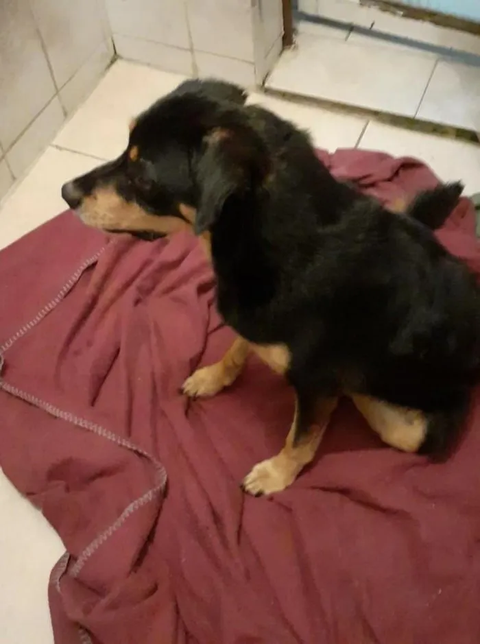 Cachorro raça srd idade 1 ano nome thor