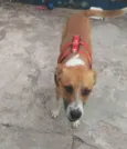 Cachorro raça srd idade 7 a 11 meses nome Zeus 